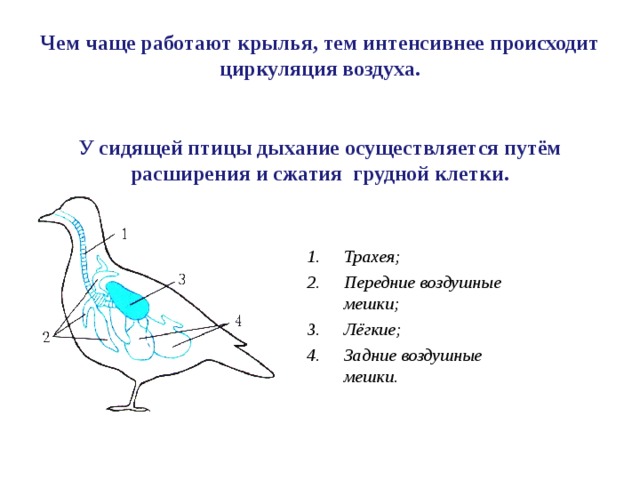 Внутреннее строение птицы биология 7 класс презентация