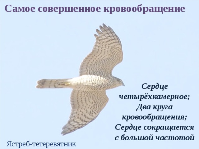 Самое совершенное кровообращение Сердце четырёхкамерное; Два круга кровообращения; Сердце сокращается с большой частотой Ястреб-тетеревятник 