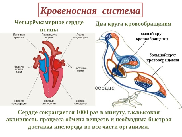 Схема строения сердца птиц