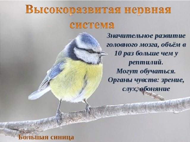 Значительное развитие головного мозга, объём в 10 раз больше чем у рептилий. Могут обучаться. Органы чувств: зрение, слух, обоняние Большая синица  