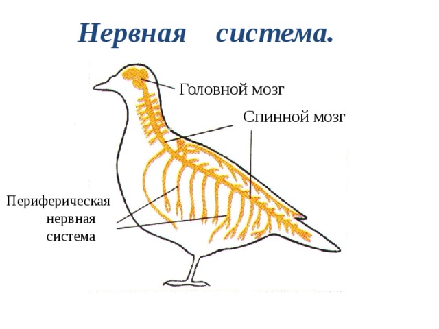 Нервная система. Головной мозг Спинной мозг Периферическая нервная система 