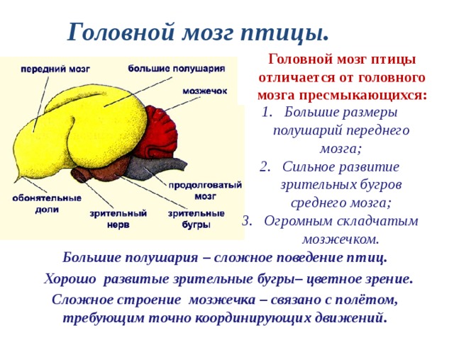  Головной мозг птицы. Головной мозг птицы отличается от головного мозга пресмыкающихся: Большие размеры полушарий переднего мозга; Сильное развитие зрительных бугров среднего мозга; Огромным складчатым мозжечком. Большие полушария – сложное поведение птиц. Хорошо развитые зрительные бугры– цветное зрение. Сложное строение мозжечка – связано с полётом, требующим точно координирующих движений. 