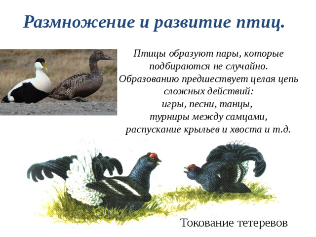 Размножение и развитие птиц. Птицы образуют пары, которые подбираются не случайно. Образованию предшествует целая цепь сложных действий: игры, песни, танцы, турниры между самцами, распускание крыльев и хвоста и т.д. Токование тетеревов 