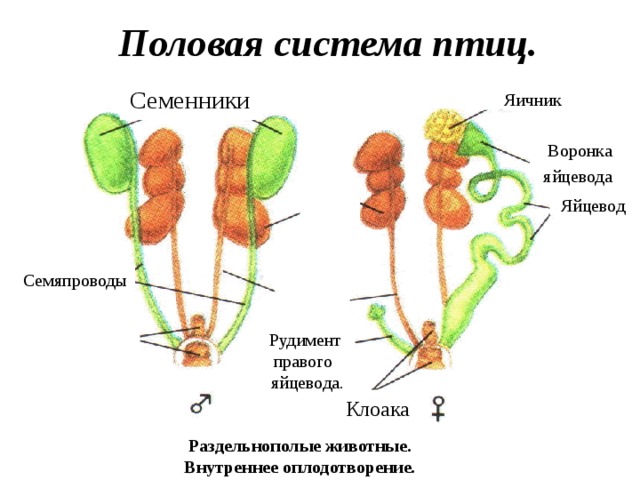 Половая система птиц. Семенники Яичник Воронка яйцевода Яйцевод Семяпроводы Рудимент правого яйцевода. Клоака Раздельнополые животные. Внутреннее оплодотворение. 