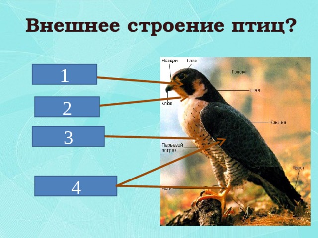 Внешнее строение птиц? Голова 1 Шея 2 Туловище 3 Конечности 4 