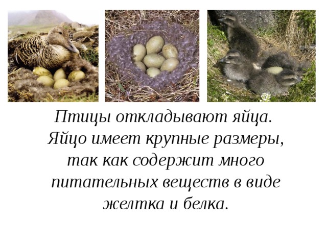 Птицы откладывают яйца. Яйцо имеет крупные размеры, так как содержит много питательных веществ в виде желтка и белка. 