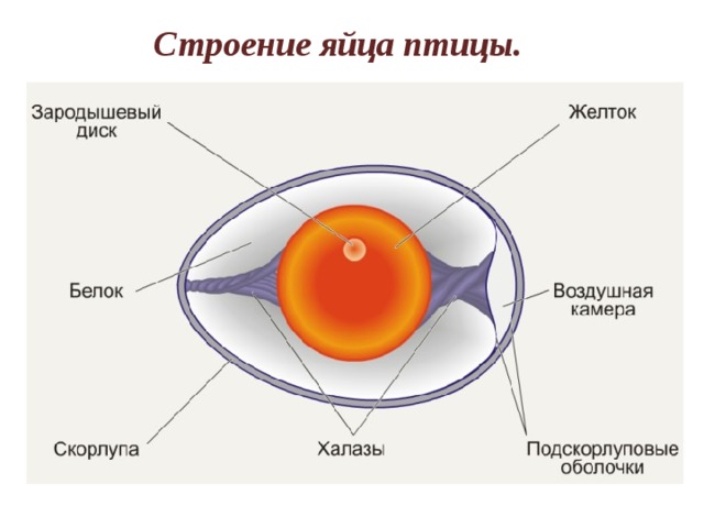 Строение яйца птицы. 