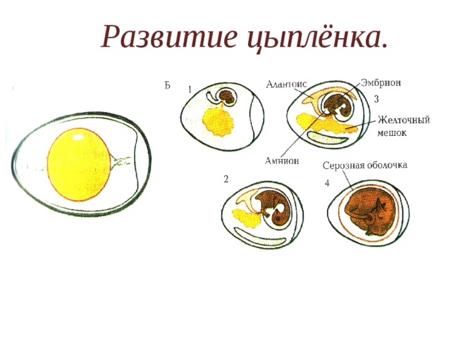 Развитие цыплёнка. Развитие цыплёнка. 