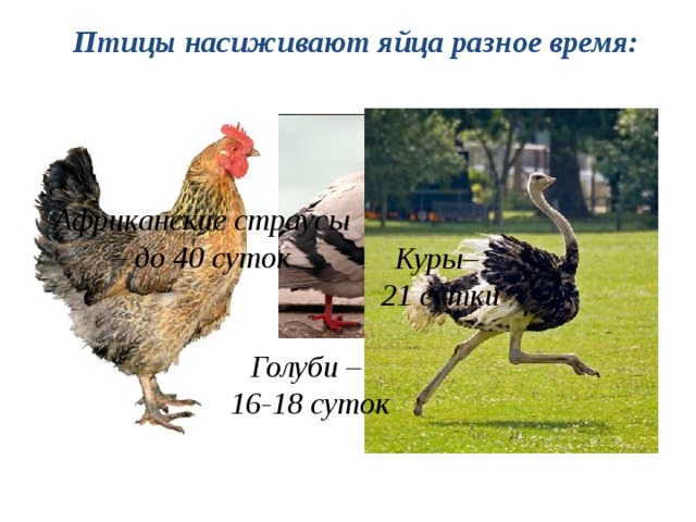 Птицы насиживают яйца разное время: Африканские страусы – до 40 суток Куры– 21 сутки Голуби – 16-18 суток 