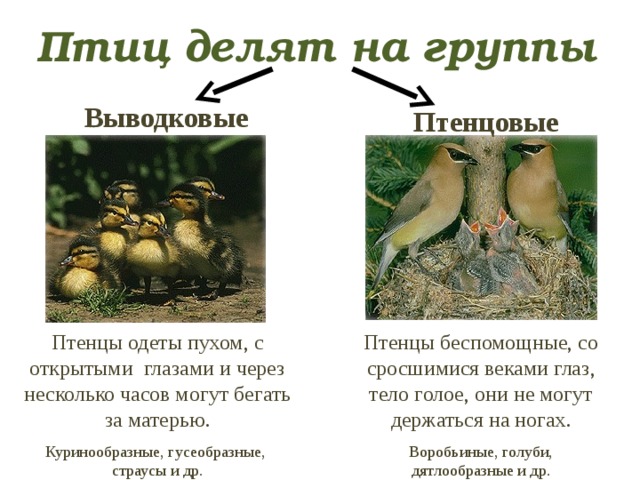 Птиц делят на группы Выводковые Птенцовые Птенцы одеты пухом, с открытыми глазами и через несколько часов могут бегать за матерью. Куринообразные, гусеобразные, страусы и др. Птенцы беспомощные, со сросшимися веками глаз, тело голое, они не могут держаться на ногах. Воробьиные, голуби, дятлообразные и др. 