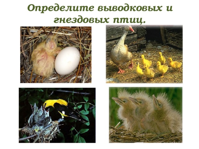 Определите выводковых и гнездовых птиц. 