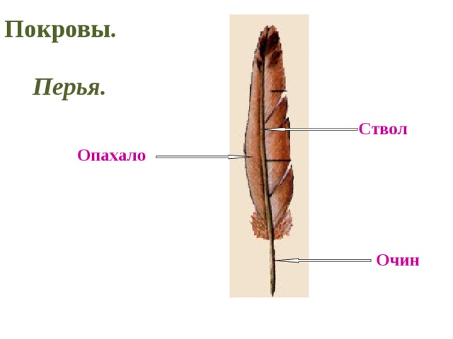 Покровы. Перья. Ствол Опахало О чин 