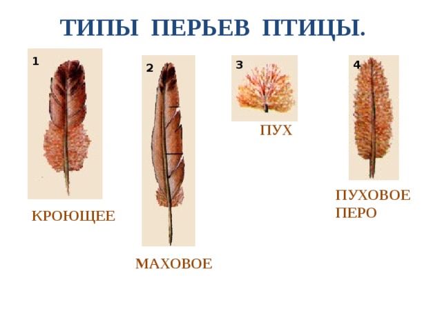 ТИПЫ ПЕРЬЕВ ПТИЦЫ. 1 3 4 2 ПУХ ПУХОВОЕ ПЕРО КРОЮЩЕЕ ВНЕШНЕЕ СТРОЕНИЕ ПТИЦ. СТРОЕНИЕ ПЕРА ПТИЦ МАХОВОЕ 4 4 