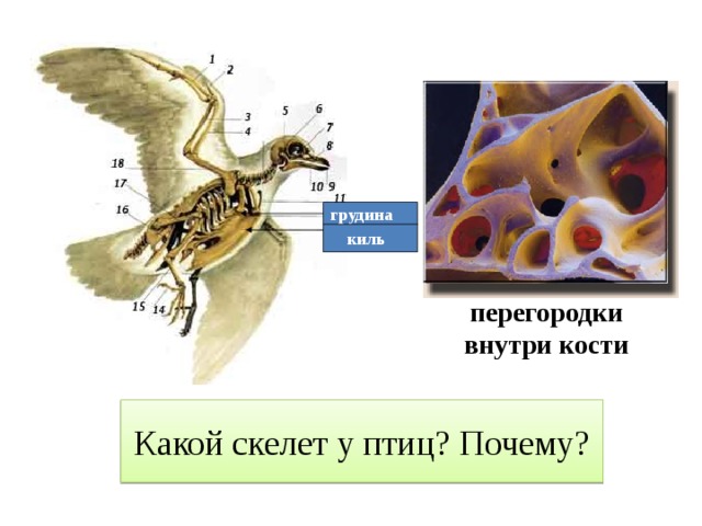 Класс птицы внутреннее строение презентация 7 класс