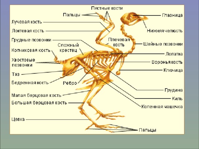 Охарактеризуйте отличительные черты двух систематических групп класса птицы используя рисунки