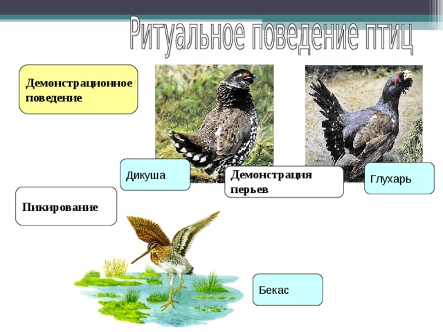 Демонстрационное поведение Дикуша Глухарь Демонстрация перьев  Пикирование Бекас 