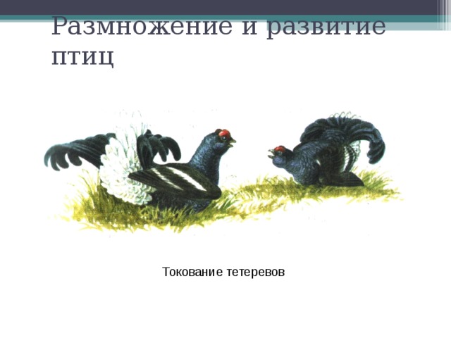 Размножение и развитие птиц Токование тетеревов 