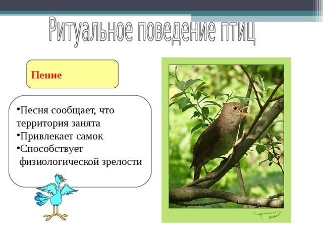 Пение Песня сообщает, что территория занята Привлекает самок Способствует  физиологической зрелости 