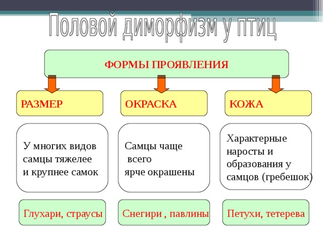 ФОРМЫ ПРОЯВЛЕНИЯ РАЗМЕР ОКРАСКА КОЖА У многих видов самцы тяжелее и крупнее самок Самцы чаще  всего ярче окрашены Характерные наросты и образования у самцов (гребешок) Глухари, страусы Снегири , павлины Петухи, тетерева 