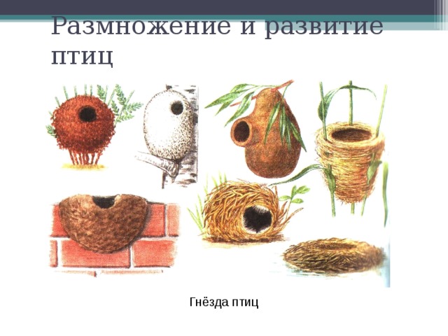 Размножение и развитие птиц Гнёзда птиц 