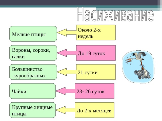 Около 2-х недель Мелкие птицы  Вороны, сороки, галки До 19 суток Большинство  курообразных 21 сутки Чайки  23- 26 суток Крупные хищные птицы До 2-х месяцев 