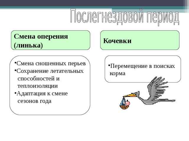 Смена оперения (линька) Кочевки  Смена сношенных перьев Сохранение летательных Перемещение в поисках  способностей и  теплоизоляции  корма Адаптация к смене  сезонов года 