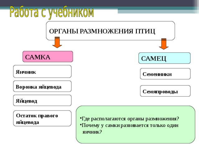 ОРГАНЫ РАЗМНОЖЕНИЯ ПТИЦ САМКА САМЕЦ Яичник Семенники Воронка яйцевода Семяпроводы Яйцевод Где располагаются органы размножения? Почему у самки развивается только один  яичник? Остаток правого яйцевода 