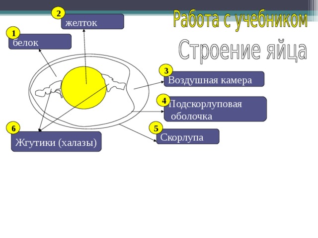 2 желток 1 белок 3 Воздушная камера 4 Подскорлуповая  оболочка 5 6 Скорлупа Жгутики (халазы) 