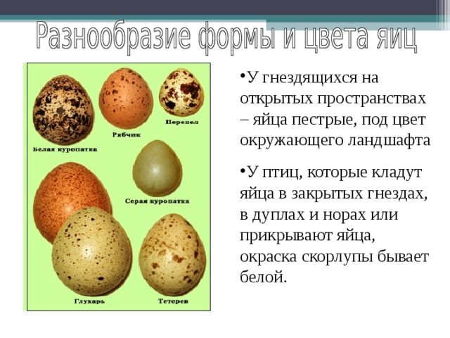 У гнездящихся на открытых пространствах – яйца пестрые, под цвет окружающего ландшафта У птиц, которые кладут яйца в закрытых гнездах, в дуплах и норах или прикрывают яйца, окраска скорлупы бывает белой. 