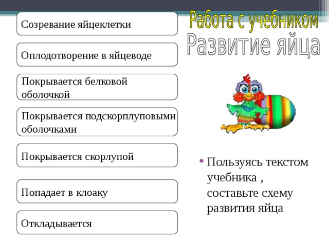 Созревание яйцеклетки Оплодотворение в яйцеводе Покрывается белковой оболочкой Покрывается подскорплуповыми оболочками Покрывается скорлупой Пользуясь текстом учебника , составьте схему развития яйца Попадает в клоаку Откладывается 