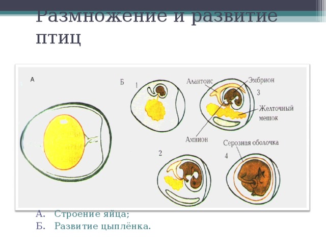 Размножение и развитие птиц А А. Строение яйца; Б. Развитие цыплёнка. А. Строение яйца; Б. Развитие цыплёнка. 