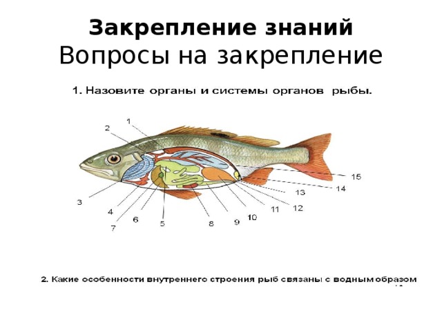 Строение рыбы 7 класс таблица. Внутреннее строение рыбы. Внутреннее строение щуки. Макет рыбы внутреннее строение. Строение рыбы для детей.