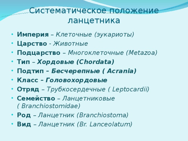 Систематическое положение ланцетника Империя – Клеточные (эукариоты) Царство - Животные Подцарство – Многоклеточные ( Metazoa) Тип – Хордовые ( Chordata) Подтип – Бесчерепные ( Acrania) Класс – Головохордовые Отряд – Трубкосердечные ( Leptocardii) Семейство – Ланцетниковые ( Branchiostomidae) Род – Ланцетник ( Branchiostoma) Вид – Ланцетник ( Br. Lanceolatum)  