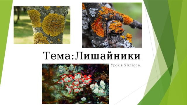 Тема:Лишайники Урок в 5 классе. 