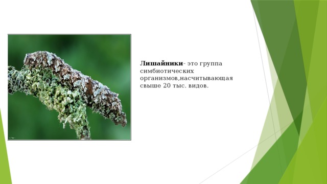 Лишайники - это группа симбиотических организмов,насчитывающая свыше 20 тыс. видов. 