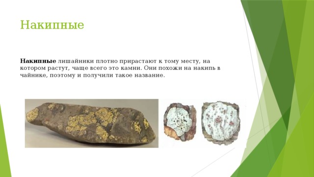 Накипные   Накипные  лишайники плотно прирастают к тому месту, на котором растут, чаще всего это камни. Они похожи на накипь в чайнике, поэтому и получили такое название. 