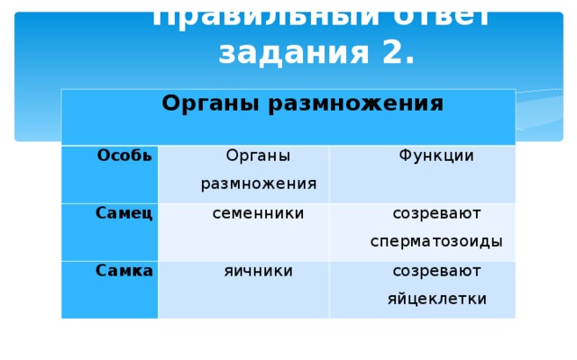 Органы размножения 7 класс презентация