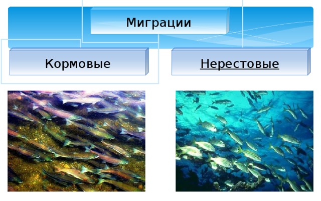 Размножение рыб презентация