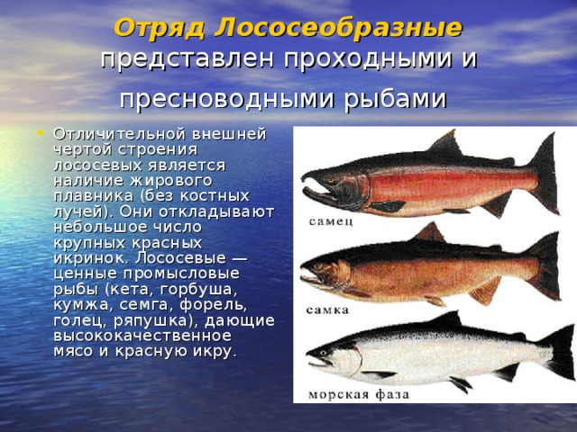 Отряд Лососеобразные представлен проходными и пресноводными рыбами  Отличительной внешней чертой строения лососевых является наличие жирового плавника (без костных лучей). Они откладывают небольшое число крупных красных икринок. Лососевые — ценные промысловые рыбы (кета, горбуша, кумжа, семга, форель, голец, ряпушка), дающие высококачественное мясо и красную икру.  
