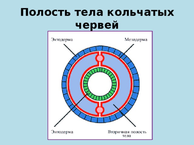 Особенности вторичной полости тела