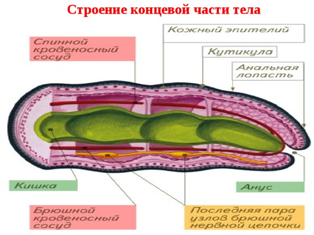 Стенка тела кольчатых червей представлена