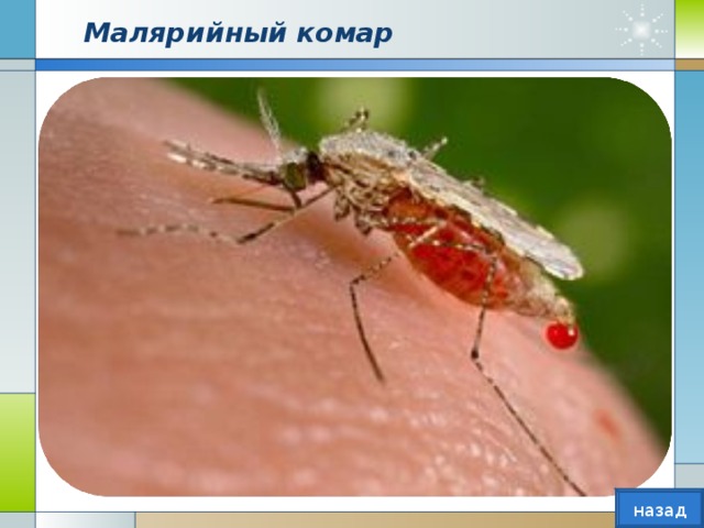 Малярийный комар назад  