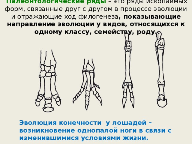 Какие доказательства эволюции изображены на рисунке. Эволюция конечностей кошки. Филогенез верхних конечностей. Филогенез нижней конечности. Цепь изменений в филогенезе лошадей.