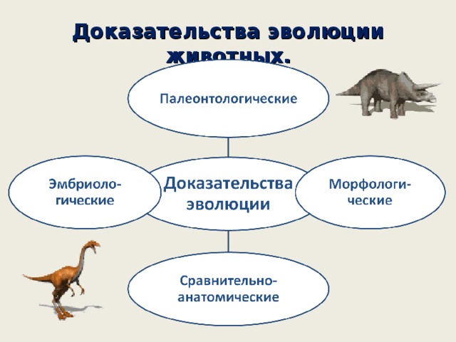 Эволюция питомцев. Доказательства эволюции животных. Доказательства эволюции животных 7 класс. Палеонтологические доказательства эволюции схема. Инфоурок доказательства эволюции животных.