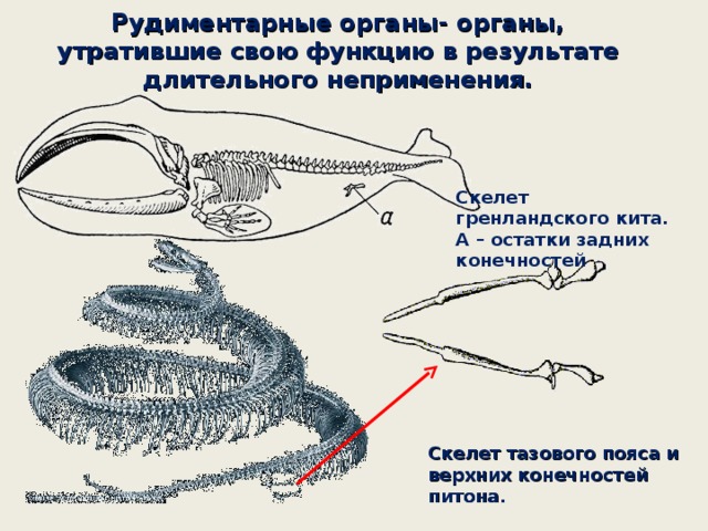 Органы сходные по общему плану строения но имеющие различную форму величину и приспособленность к