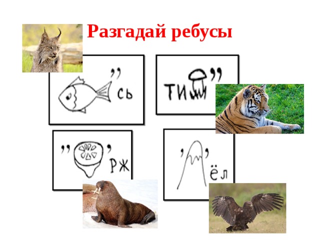 Ребус учи ру. Ребусы про природные зоны. Ребусы на тему природные зоны. Ребусы по природным зонам. Ребусы природные зоны России.