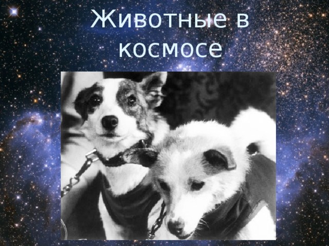 Животные в космосе 