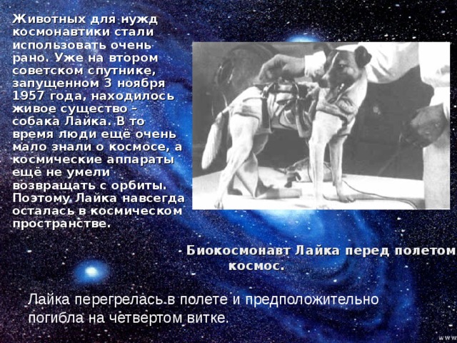  Животных для нужд космонавтики стали использовать очень рано. Уже на втором советском спутнике, запущенном 3 ноября 1957 года, находилось живое существо – собака Лайка. В то время люди ещё очень мало знали о космосе, а космические аппараты ещё не умели возвращать с орбиты. Поэтому Лайка навсегда осталась в космическом пространстве.  Биокосмонавт Лайка перед полетом в космос.   Лайка перегрелась в полете и предположительно погибла на четвертом витке. 