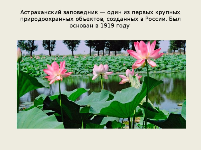 Астраханский заповедник — один из первых крупных природоохранных объектов, созданных в России. Был основан в 1919 году 