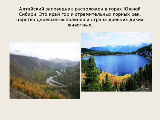 Алтайский заповедник расположен в горах Южной Сибири. Это край гор и стремительных горных рек, царство деревьев-исполинов и страна древних диких животных. 